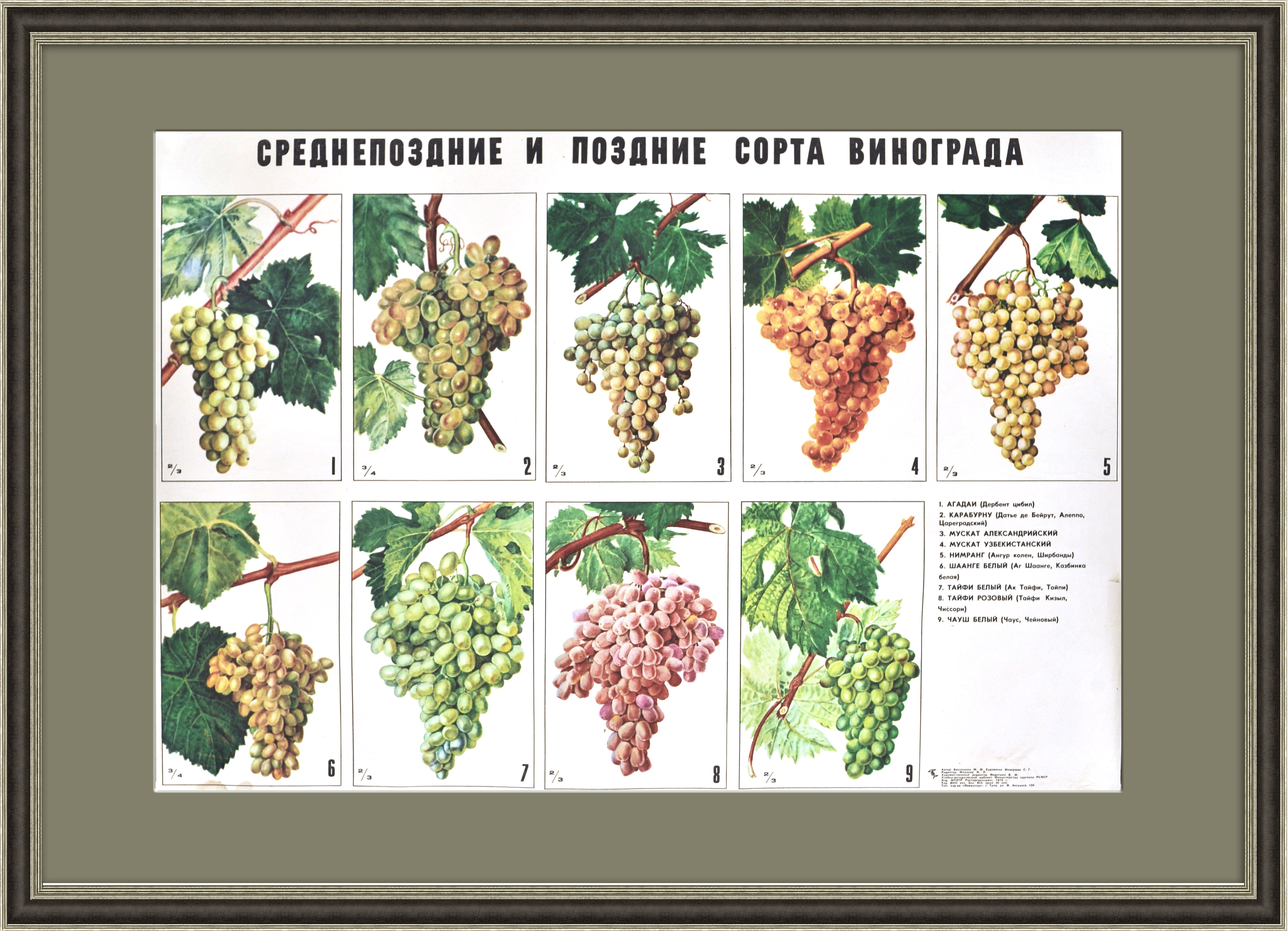 Виноград: среднепоздние и поздние сорта. Редкий советский плакат Виноград: среднепоздние и поздние сорта. Редкий советский плакат