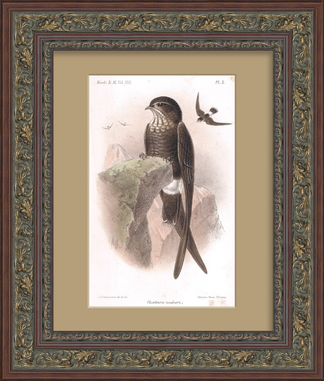 Стриж, литография 1890-х годов Стриж, литография 1890-х годов