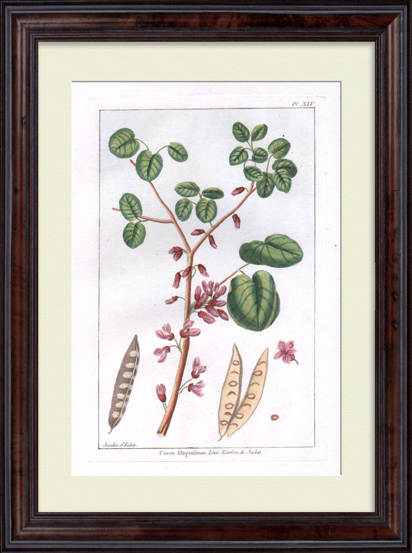 Дерево любви - багрянник. Большая, редкая гравюра 18 века Дерево любви - багрянник. Большая, редкая гравюра 18 века