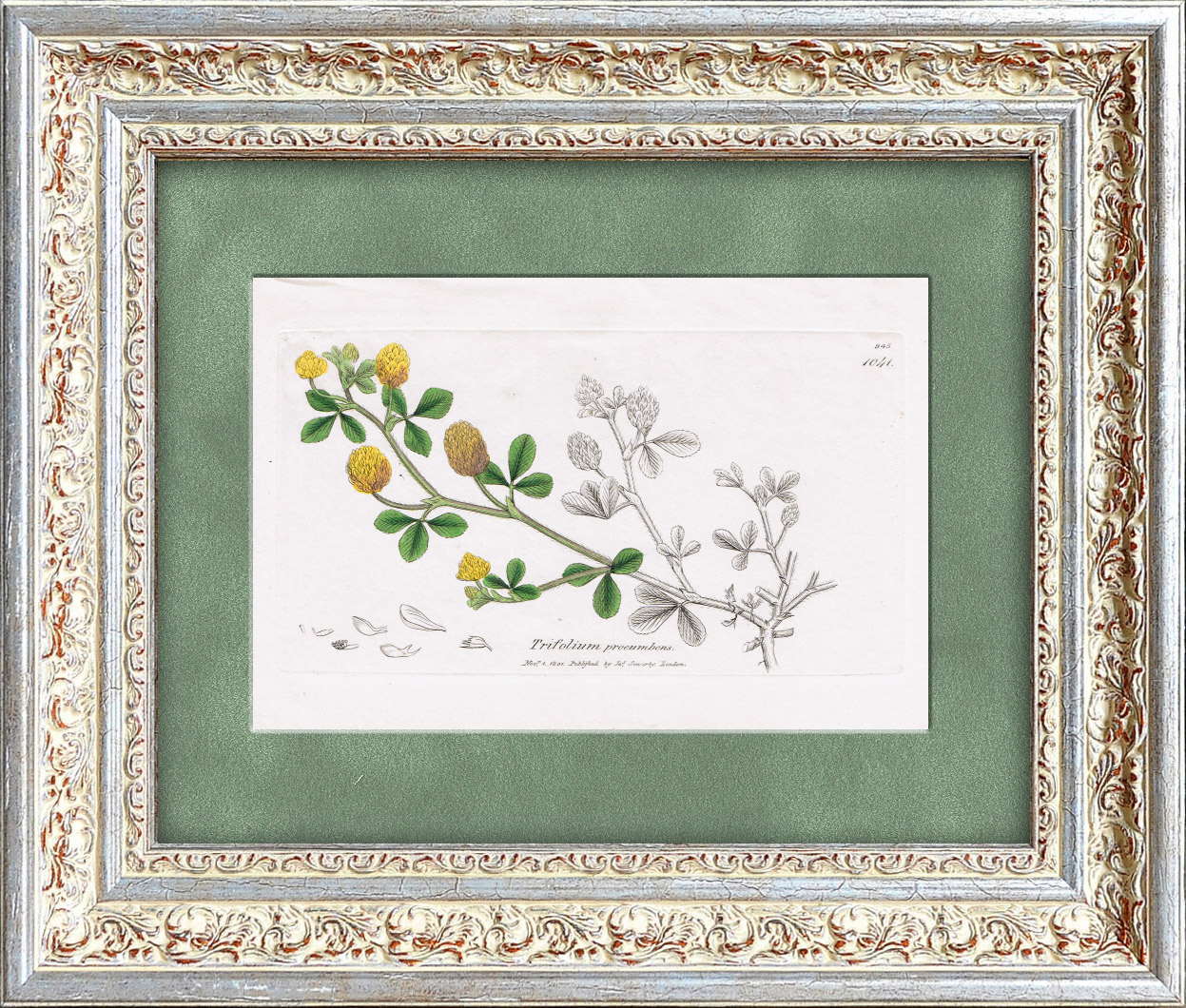 Клевер полевой. Старинная гравюра с акварельной раскраской Клевер полевой. Старинная гравюра с акварельной раскраской