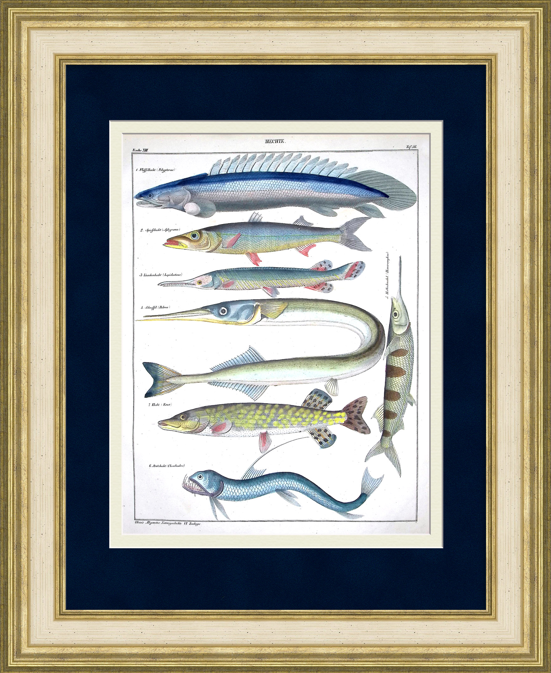 Щукообразные рыбы: многопер, барракуда, щука, сарган. Редкая гравюра Щукообразные рыбы: многопер, барракуда, щука, сарган. Редкая гравюра