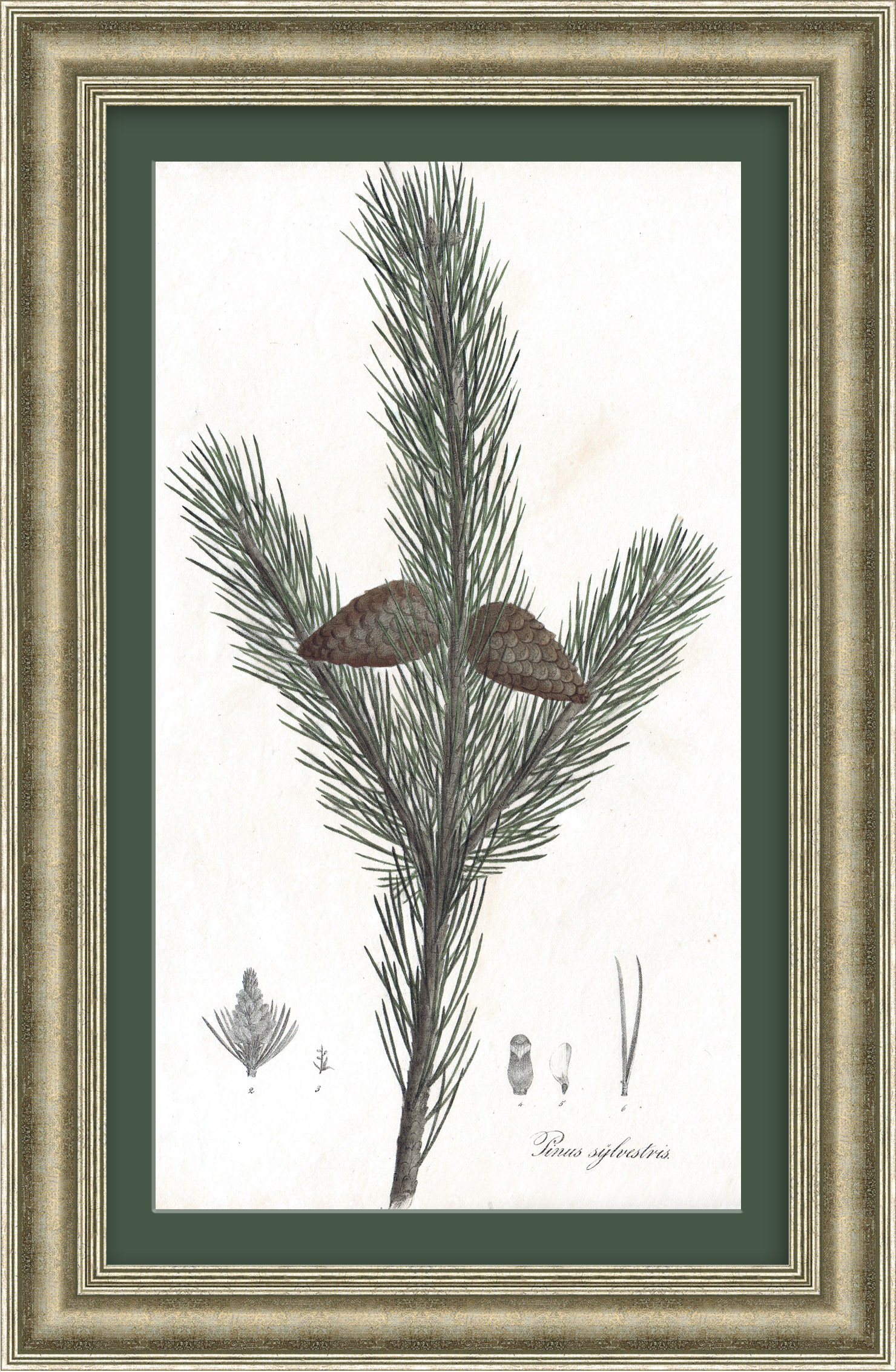 Сосна обыкновенная. Антикварная литография Сосна обыкновенная. Антикварная литография