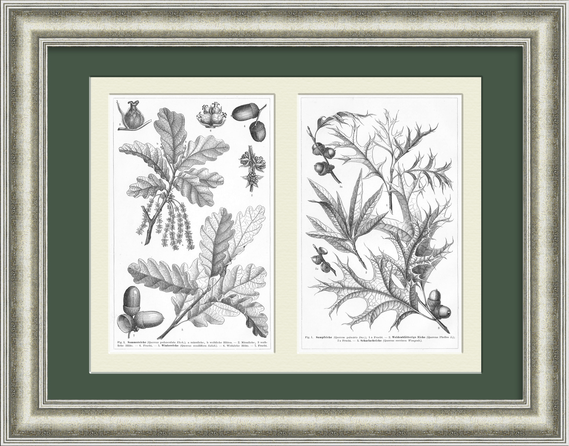 Дубы и желуди. Литографии 19 века Дубы и желуди. Литографии 19 века