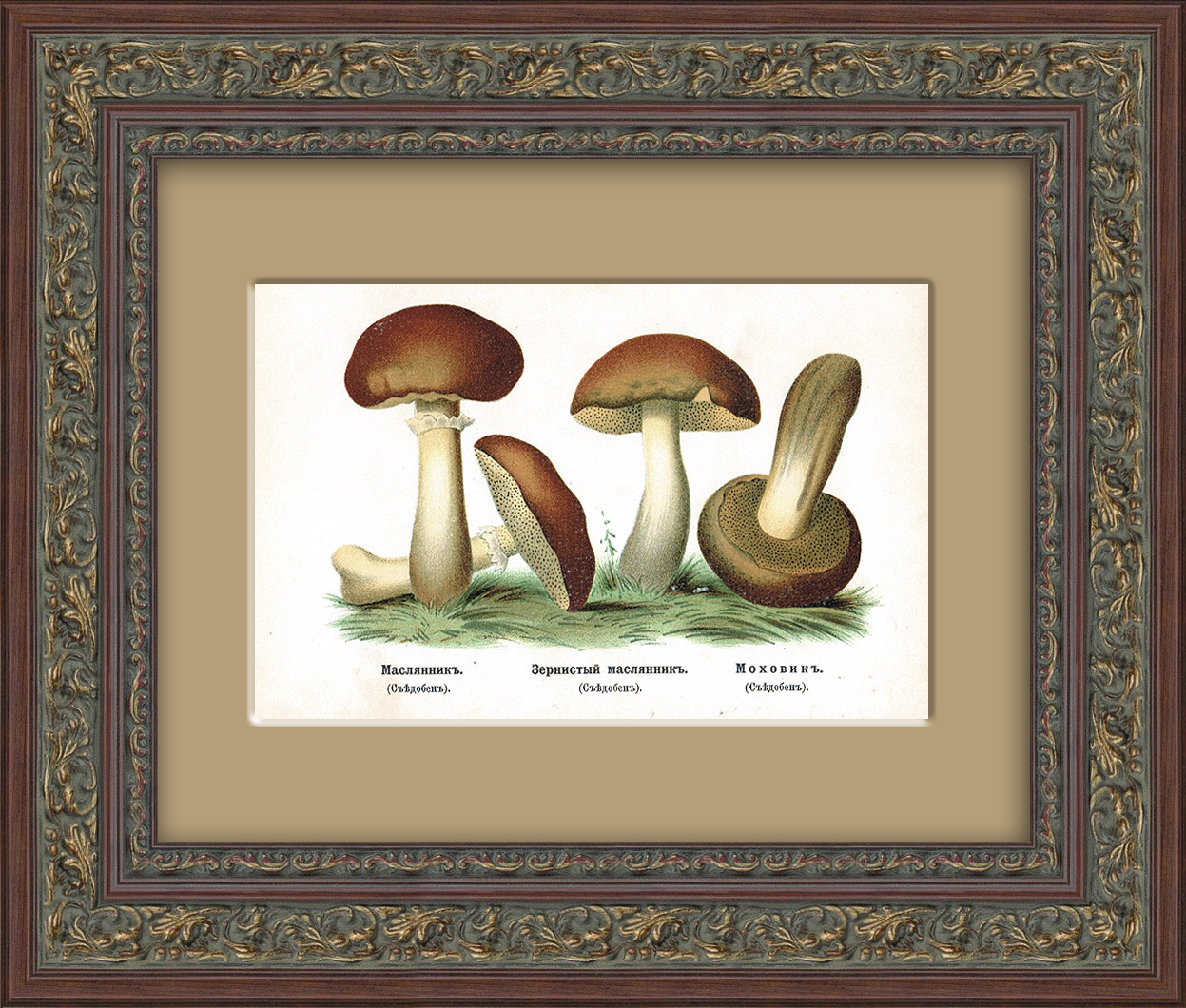 Маслята и моховик. Антикварная хромолитография 19 века Маслята и моховик. Антикварная хромолитография 19 века